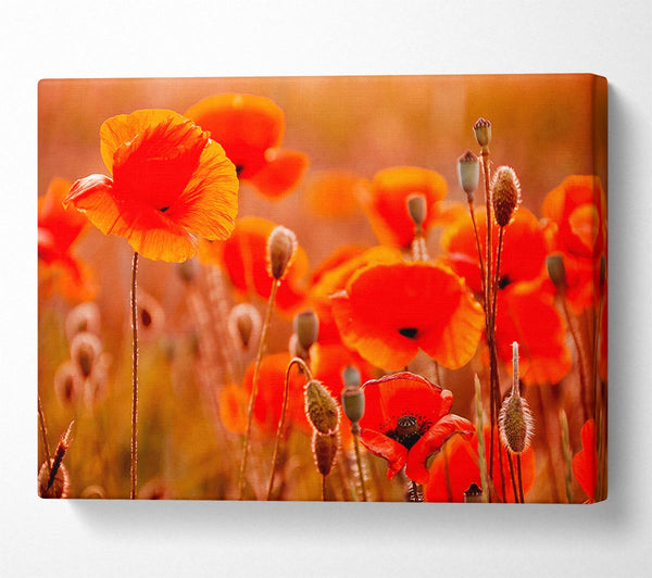 Orange Poppy Field Galour