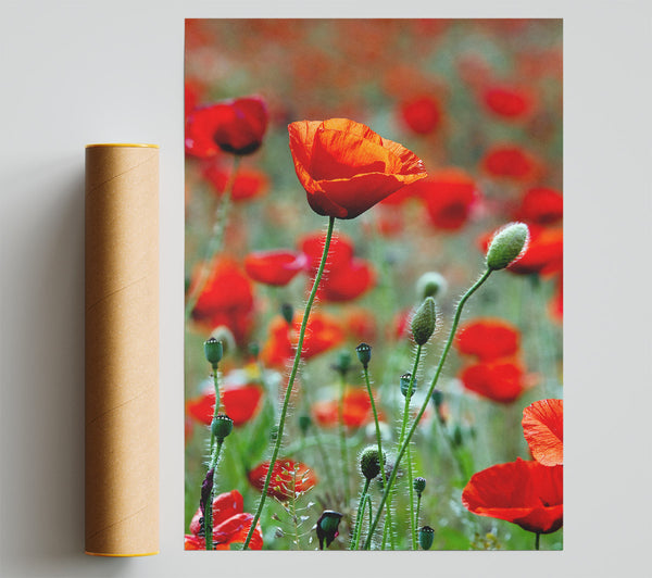 Red Poppy Field Galore