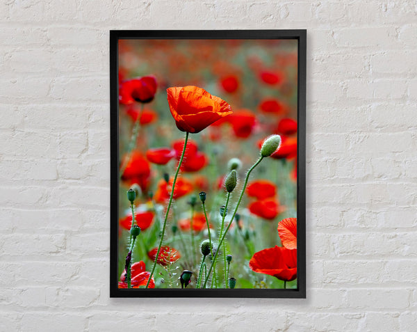 Red Poppy Field Galore