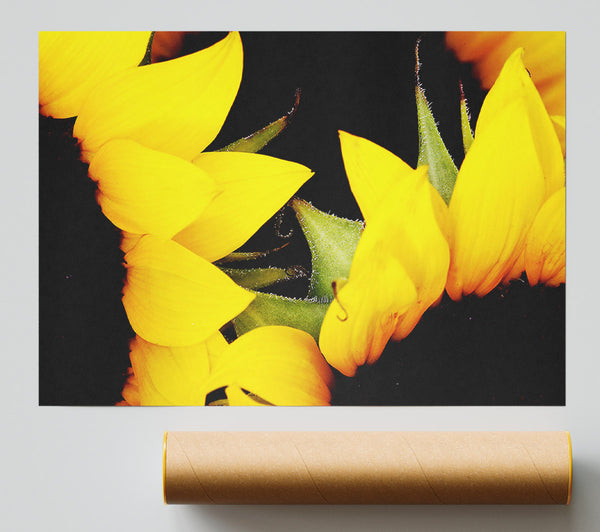 Close-Up Of A Yellow Sunflowers