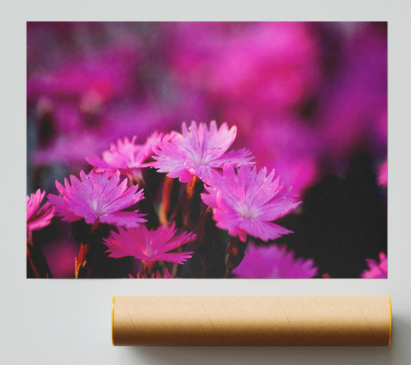 Pink Petal Beauty