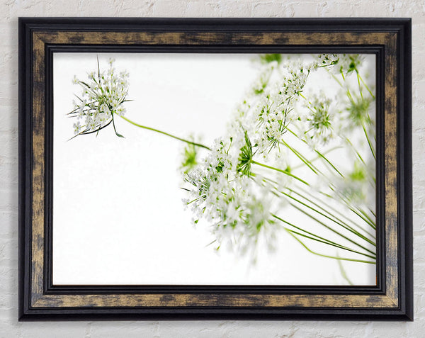 White On White Flowers