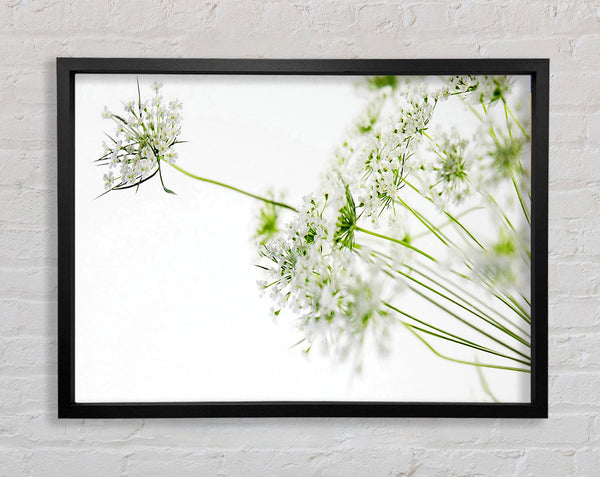 White On White Flowers