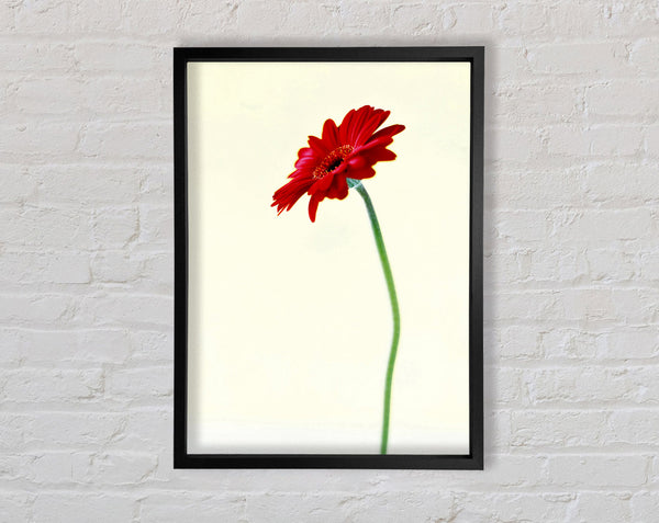 Single Red Gerbera