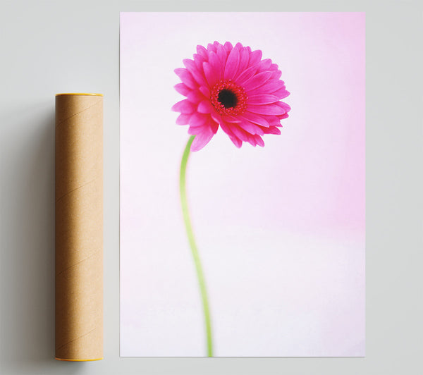 Pink On Pink Gerbera