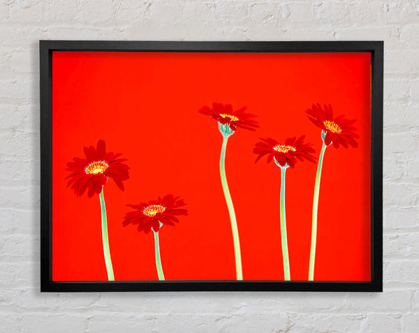 Red Daisies On Orange