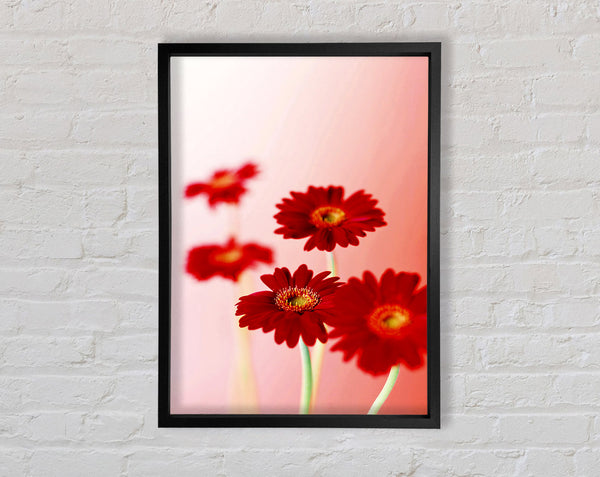 Red Gerberas On Pink