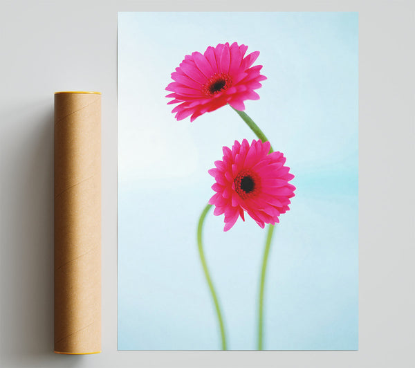 Cerise Daisy Duo On Blue