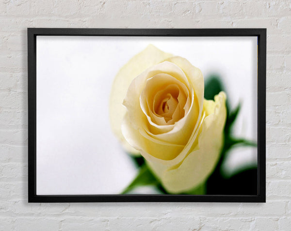 Single Cream Rose