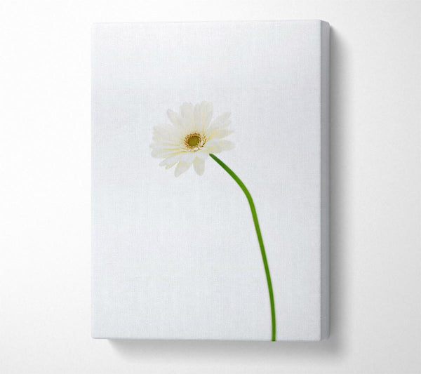 White On White Daisy