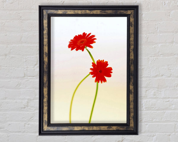 Twin Red Daisies