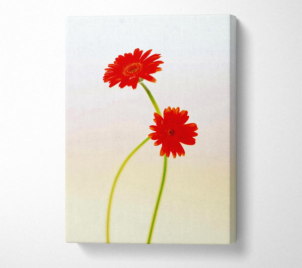 Twin Red Daisies