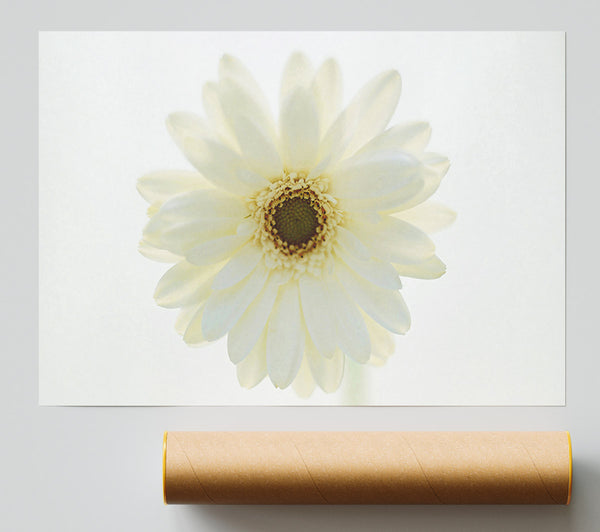 White On White Daisy Face