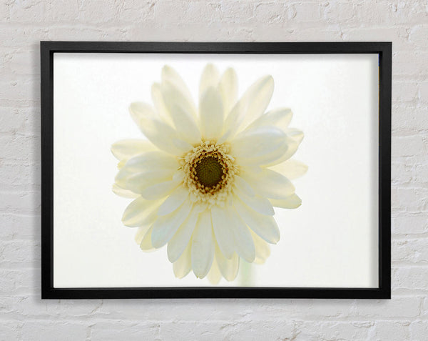 White On White Daisy Face