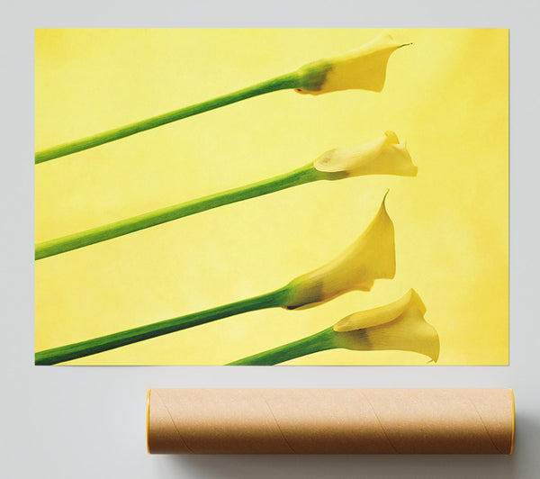 Yellow Trumpet Flowers