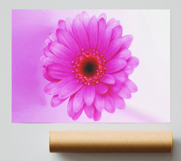 Pink On Pink Petals