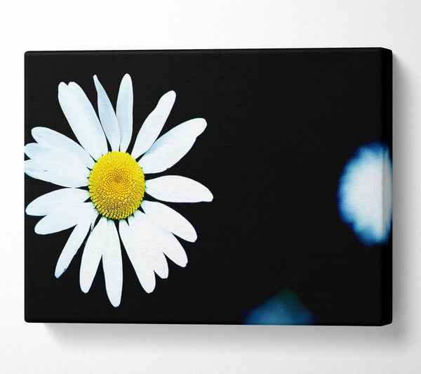 Single White Daisy