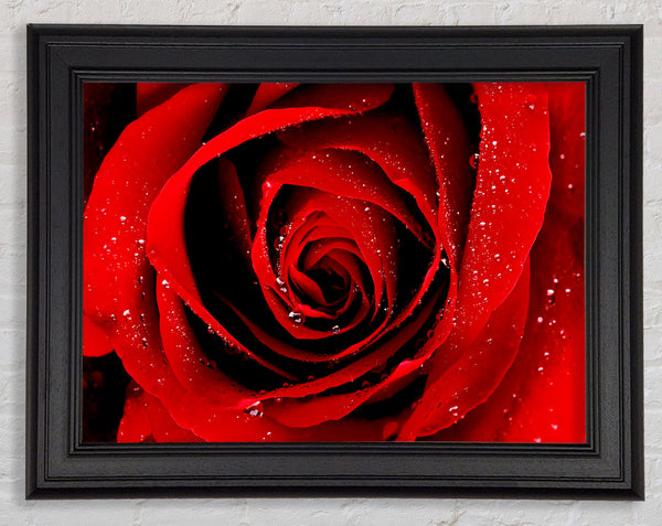 Close-Up Of A Red Rose Dew Drop