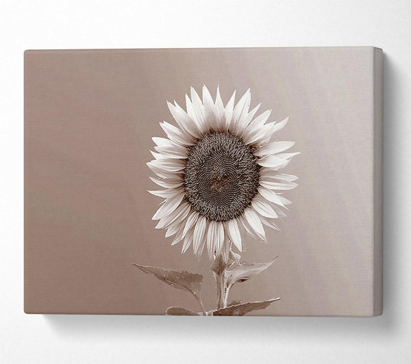 Sunflower Chocolate