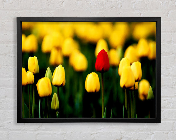 Red Tulip In A Field Of Yellows