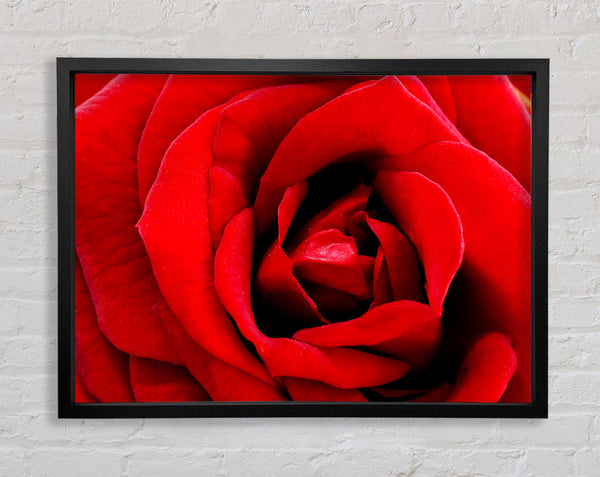 Red Rose Velvet Petals