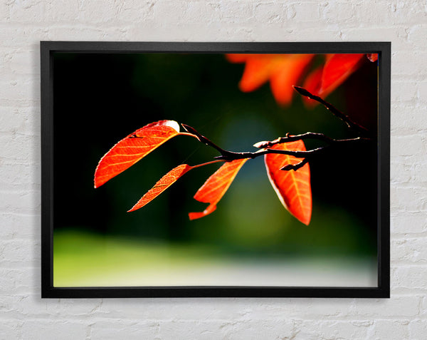 Orange Leaves In Sunlight