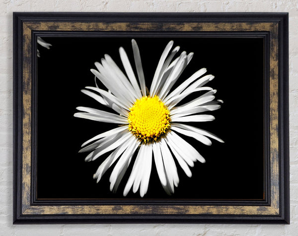 White Daisy Sunlight