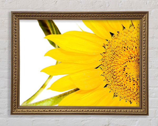 Close-Up Petal Sunflower