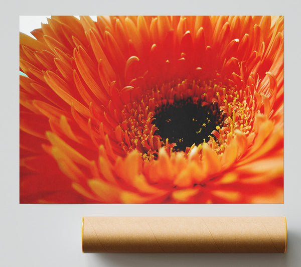 Orange Gerbera Close-Up