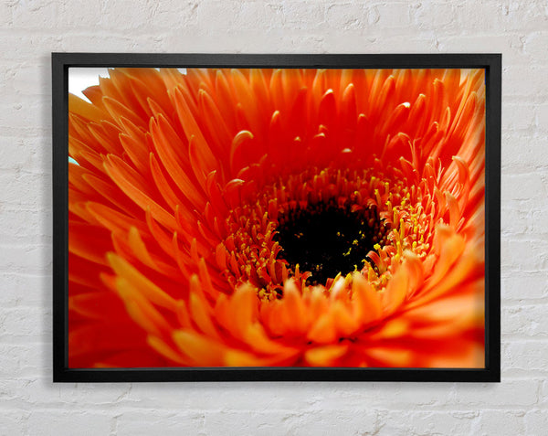 Orange Gerbera Close-Up