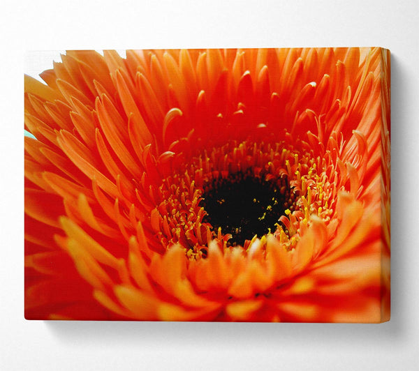 Orange Gerbera Close-Up