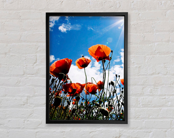 Orange Poppy Skys