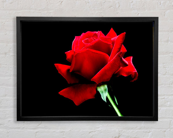 Red Rose Black Velvet