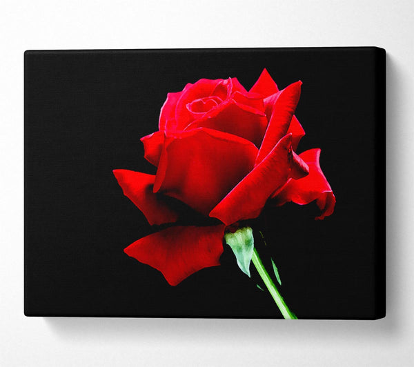 Red Rose Black Velvet