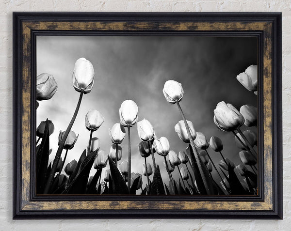 Black And White Tulip Skys