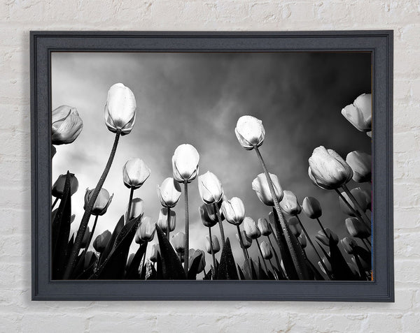 Black And White Tulip Skys