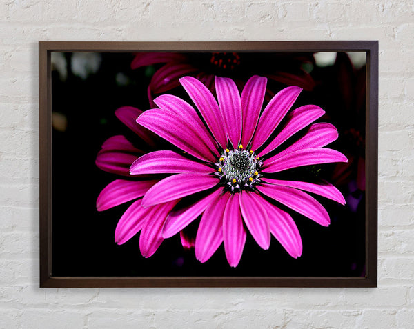 Cerise Daisy Petals