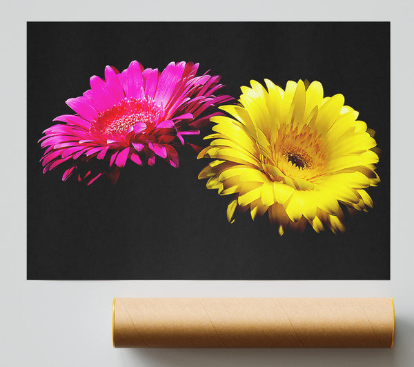 Pink And Yellow Gerbera Delight