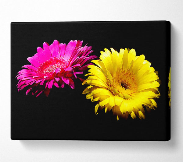 Pink And Yellow Gerbera Delight