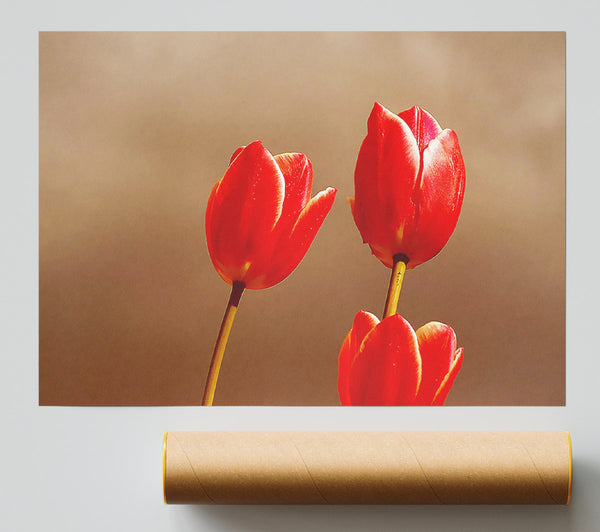 Red Tulip Trio