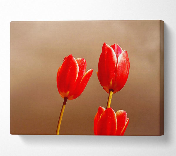 Red Tulip Trio