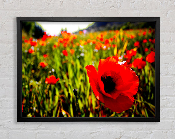 Red Poppy Fields In Golden Sunlight