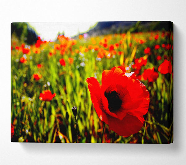 Red Poppy Fields In Golden Sunlight