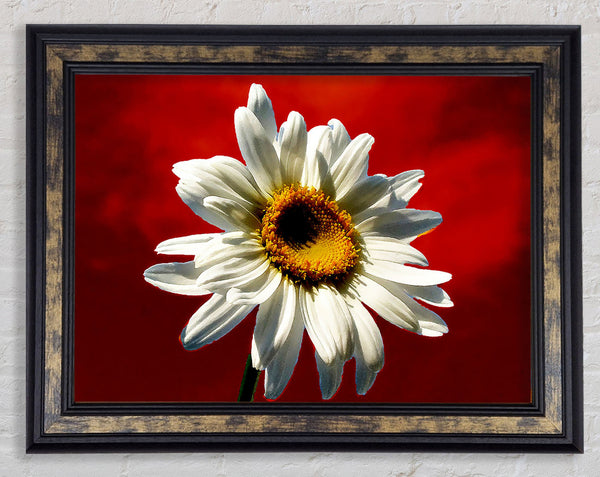 White Daisy On Red