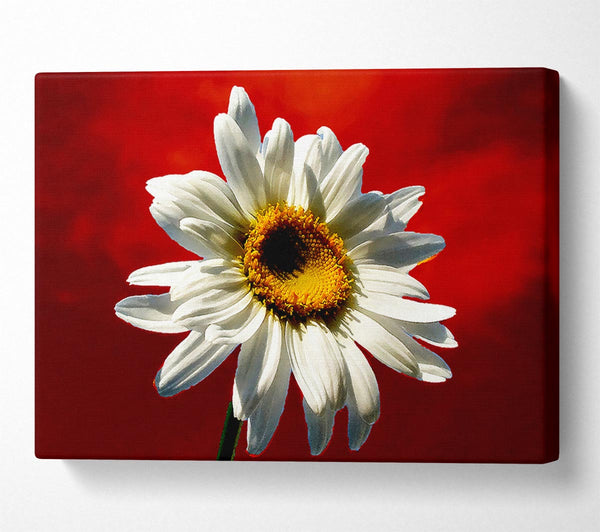 White Daisy On Red