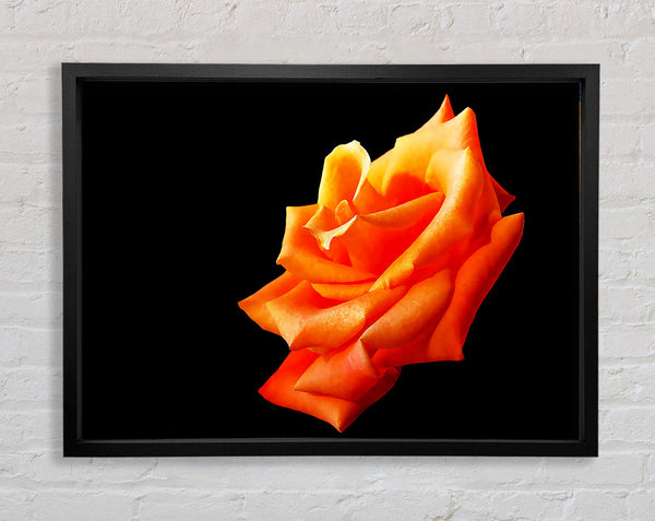 Single Orange Rose In Bloom