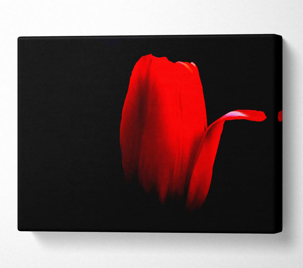 Fire Red Tulip Petal