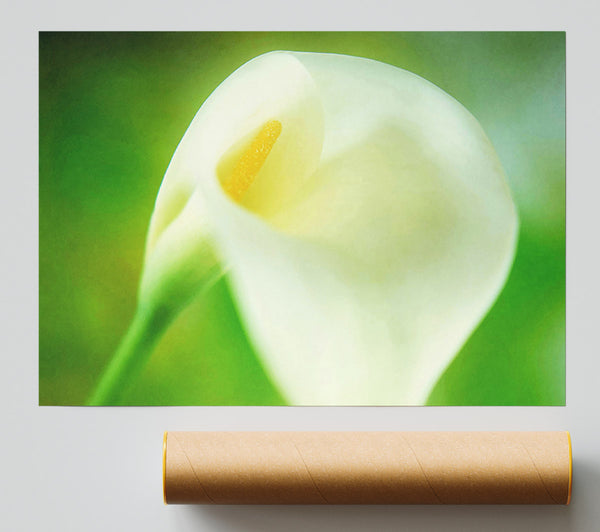 Single White Calla Lily