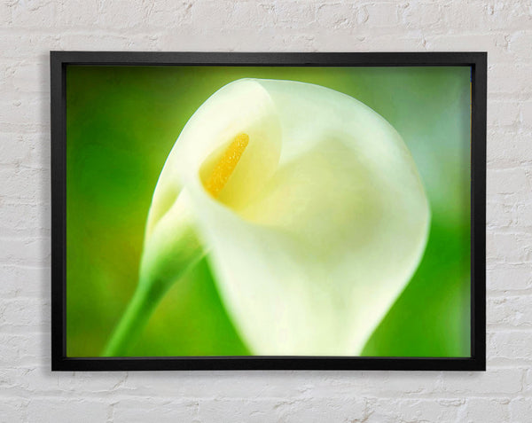 Single White Calla Lily