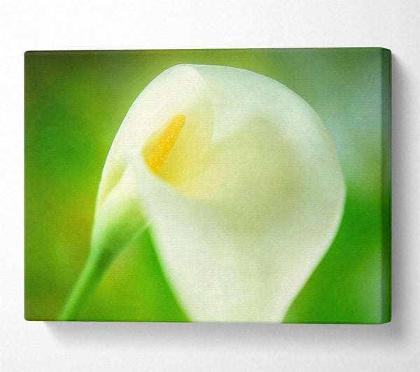 Single White Calla Lily